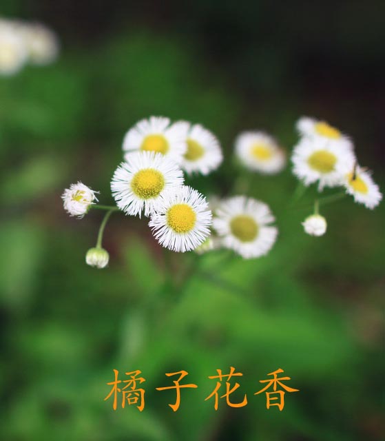 橘子花香图片